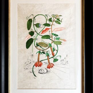 Salvador Dalí (1904–1989) - Cobea (Pisum sensuale) - Color drypoint etching on japanese paper - 1968
