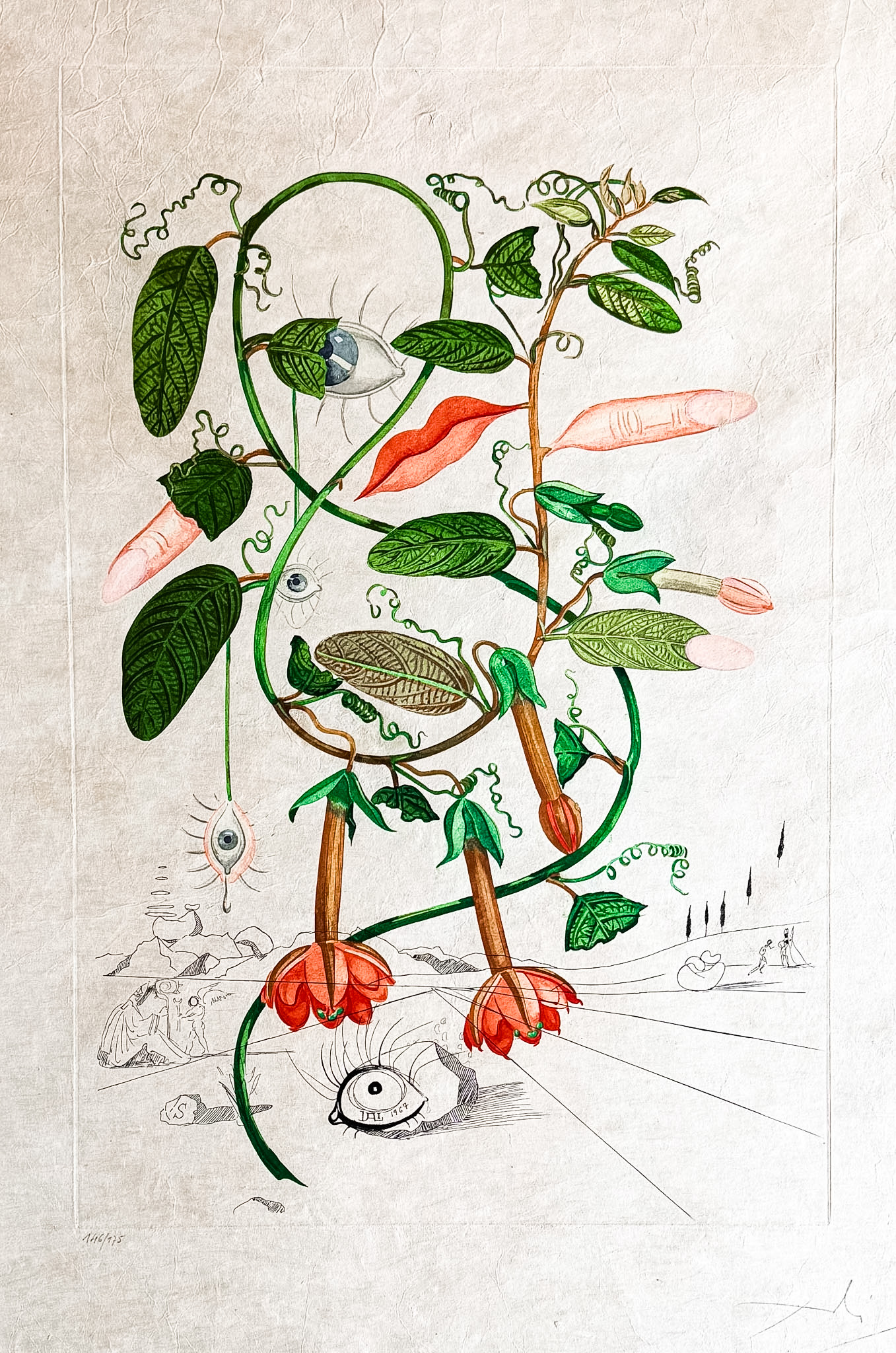 Salvador Dalí (1904–1989) - Cobea (Pisum sensuale) - Color drypoint etching on japanese paper - 1968 - Image 2
