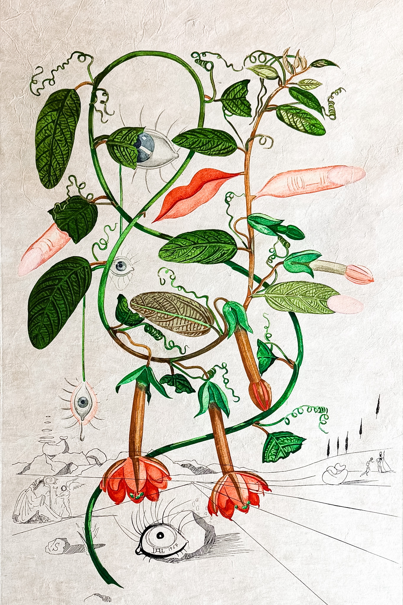Salvador Dalí (1904–1989) - Cobea (Pisum sensuale) - Color drypoint etching on japanese paper - 1968 - Image 3
