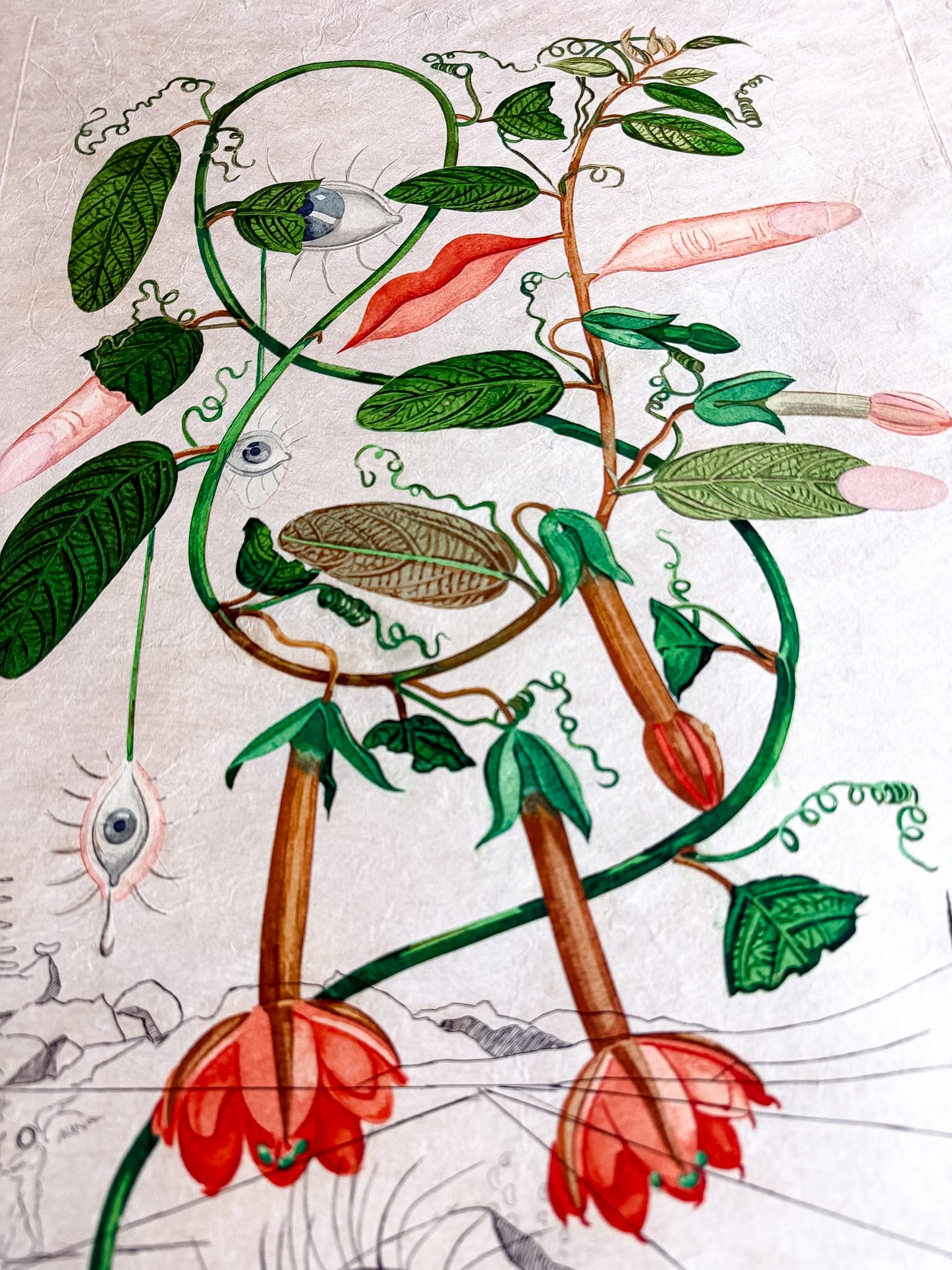 Salvador Dalí (1904–1989) - Cobea (Pisum sensuale) - Color drypoint etching on japanese paper - 1968 - Image 7