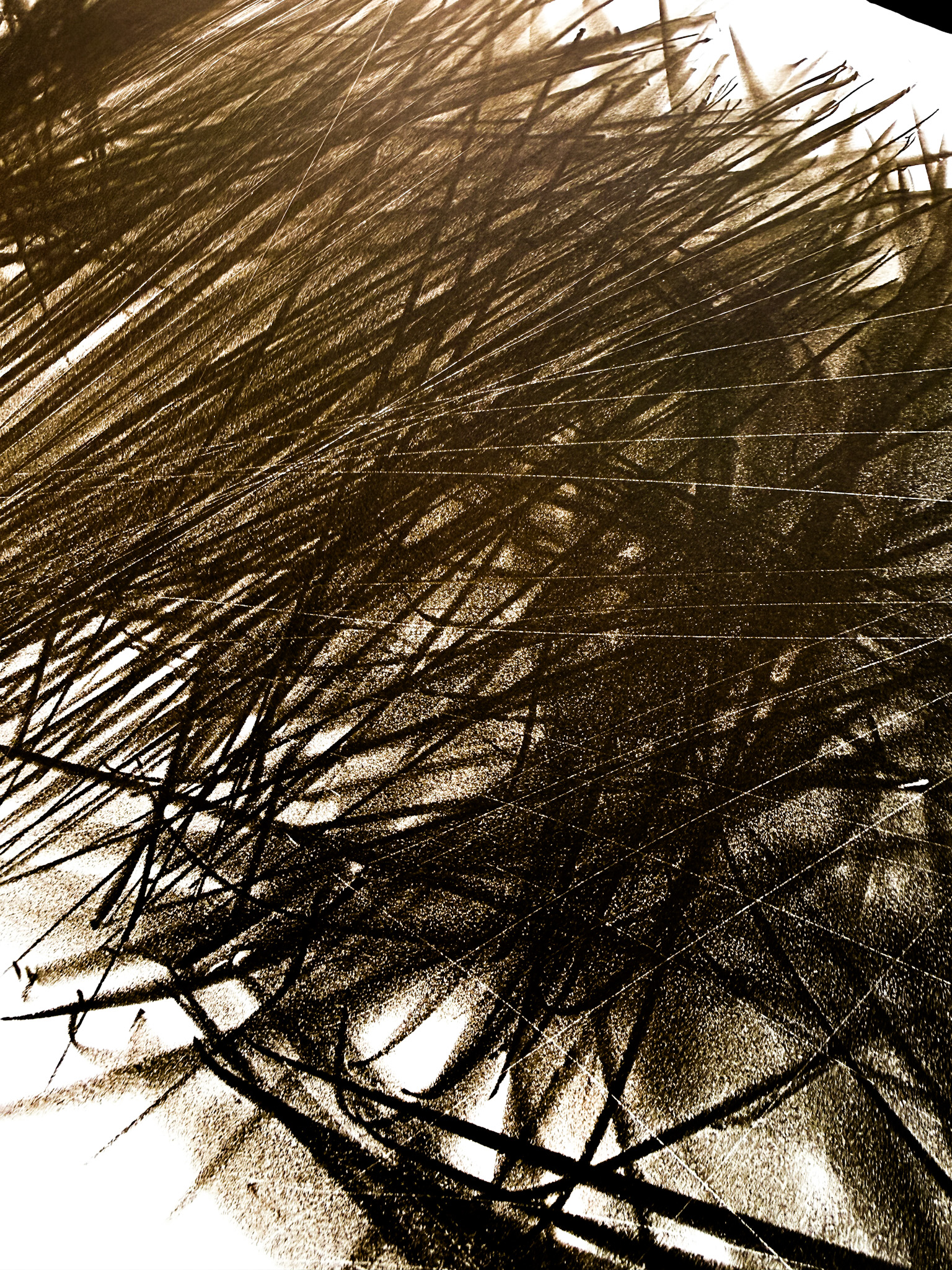 Hans Hartung (1904–1989) - L 108 - Color lithograph on BFK Rives paper - 1963 - Image 7